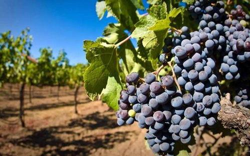 网友爆料葡萄用药视频,网友爆料视频曝光惊人内幕